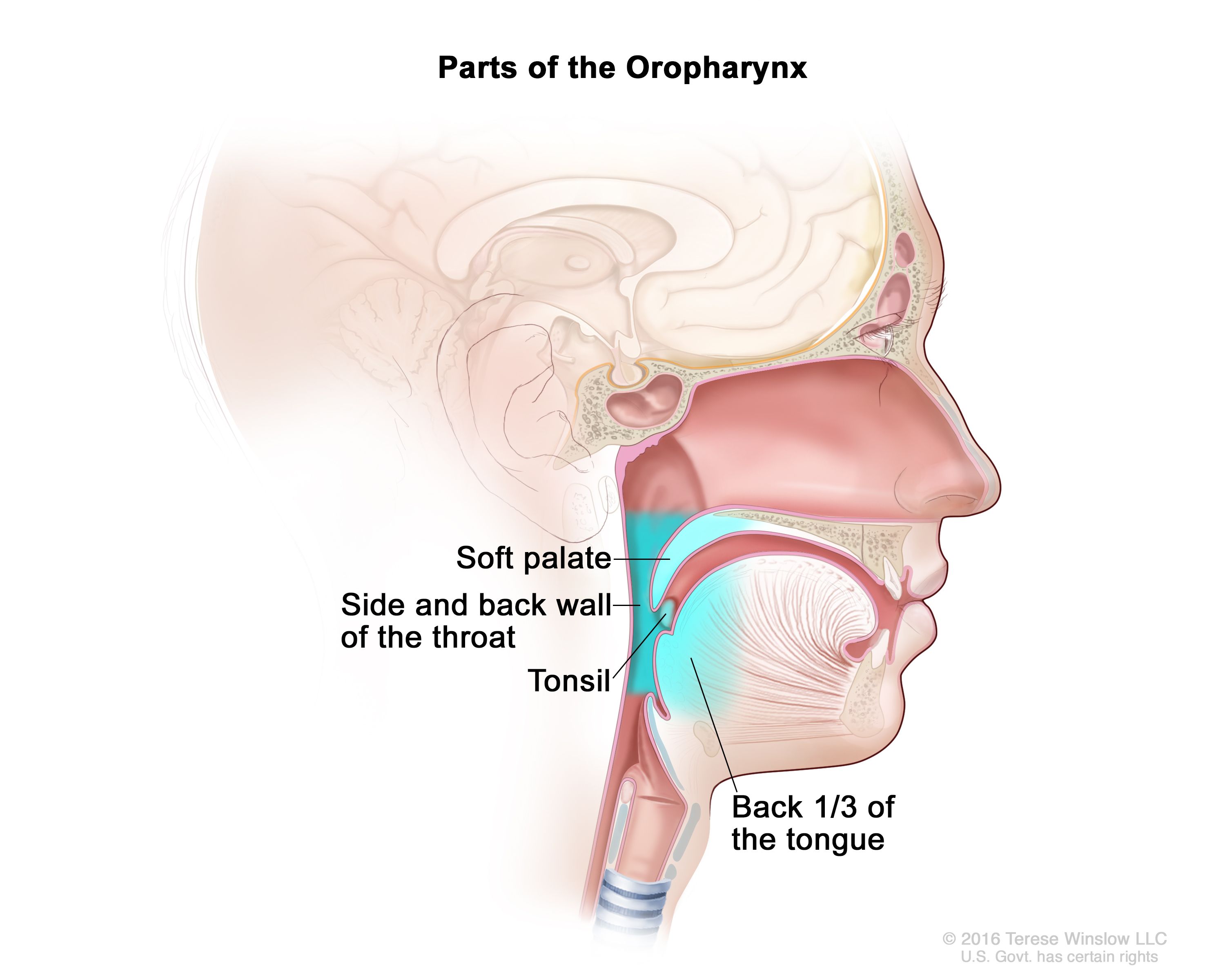 Oropharyngeal Cancer Treatment (Adult) (PDQ®)–Patient Version - NCI