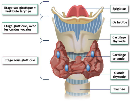 Cancer du larynx : Définition, symptômes et traitements